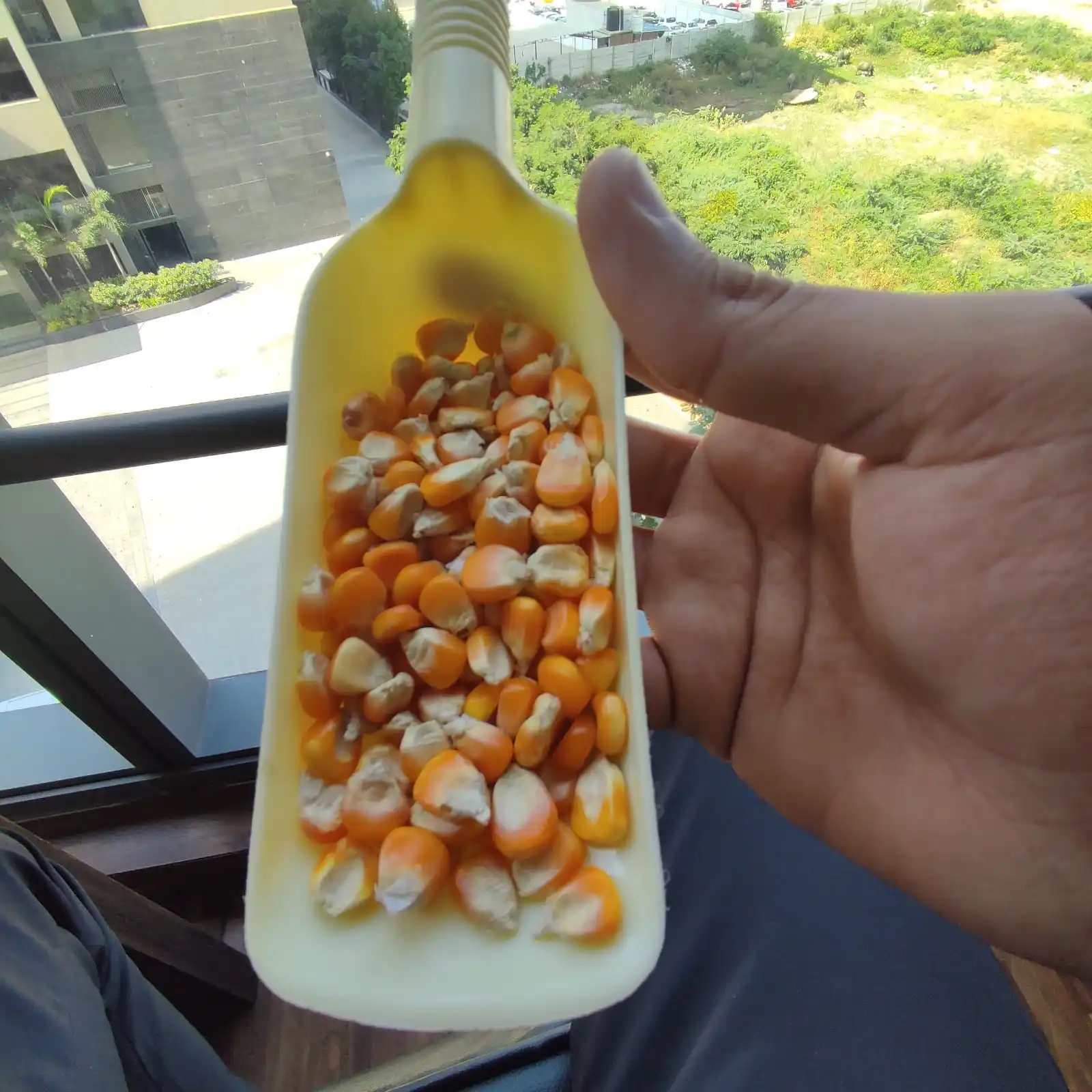 Agricultural Products Yellow Maize Cattle Food