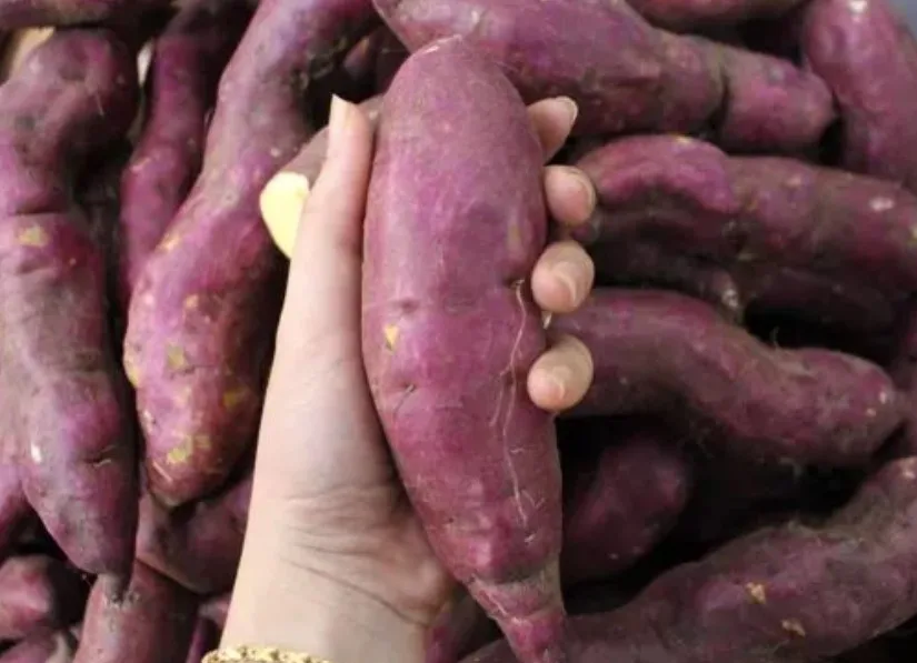 Fesh Овощной сельскохозяйственный продукт/сладкий картофель из вьетнамской фермы для экспорта