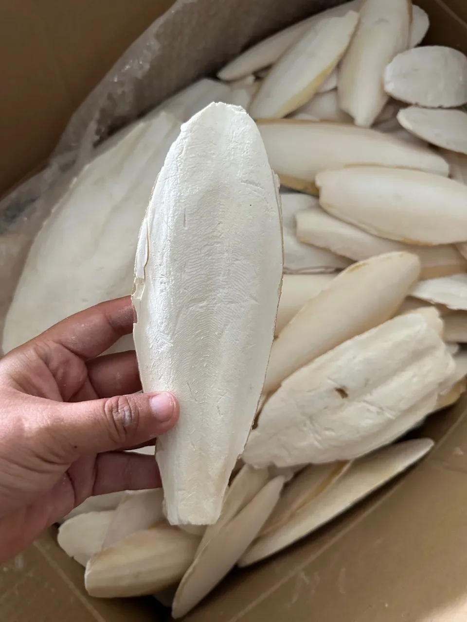 hot deal squid bone cuttlefish bone premium export cuttlefish bone