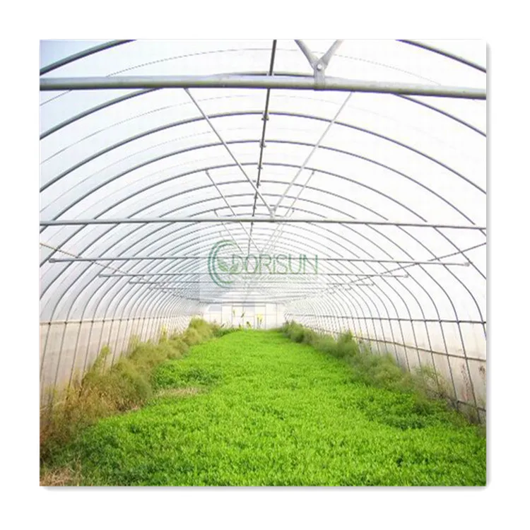 Tomato Strawberry Plastic Film Tunnel Singlespan Agricultural Greenhouse Farm For Sale
