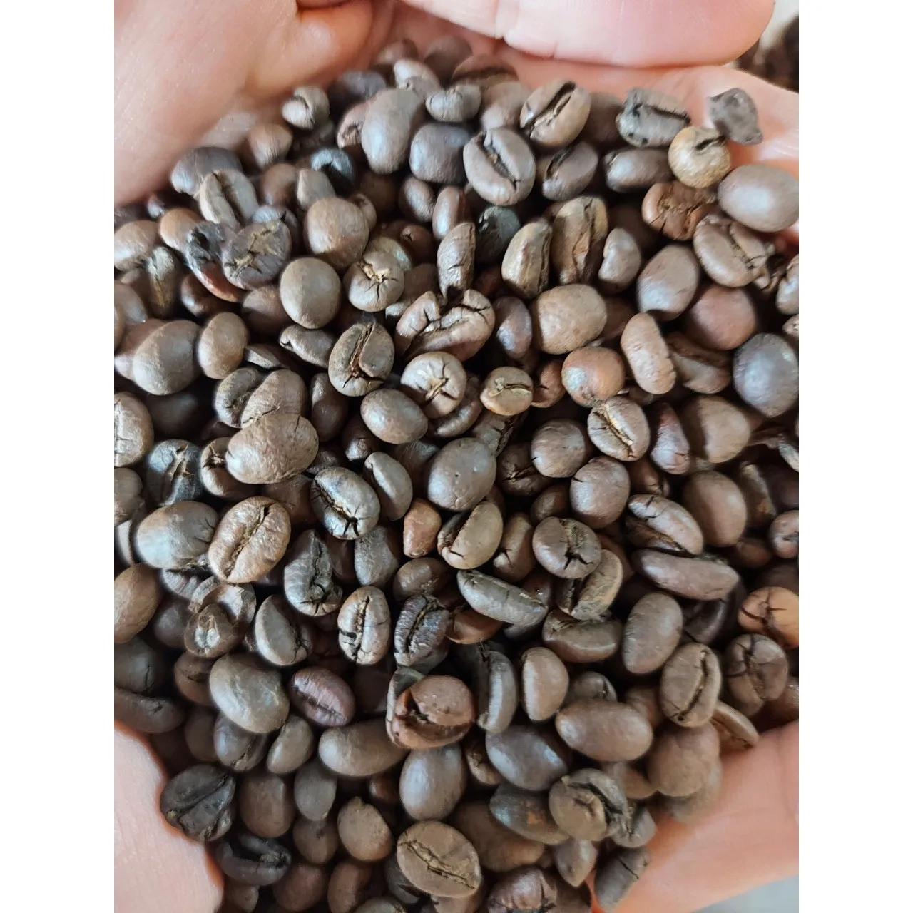Factory Price Products Robusta S14 Roasted Carpentry Coffee Beans  Roasted   High Quality Roasted Beans