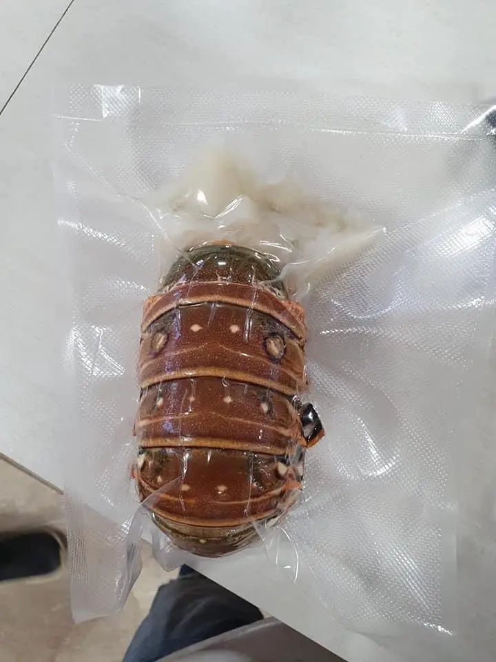 Canadian Frozen Lobster Tails Fresh Lobsters for sell Frozen Lobsters for Sale at Cheap Price