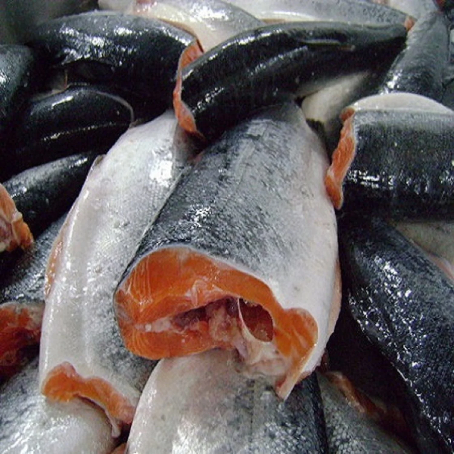 High Quality Fresh and Frozen Atlantic Salmon Fish/Whole frozen salmon/Salmon Head for sale