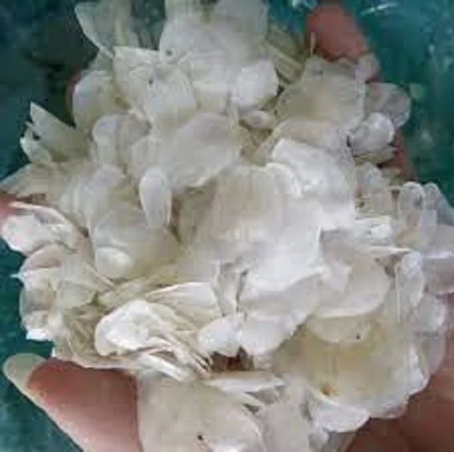 HOT SELLING Dried Fish Scales From Vietnam/ Dried Fish Scales With Low Price