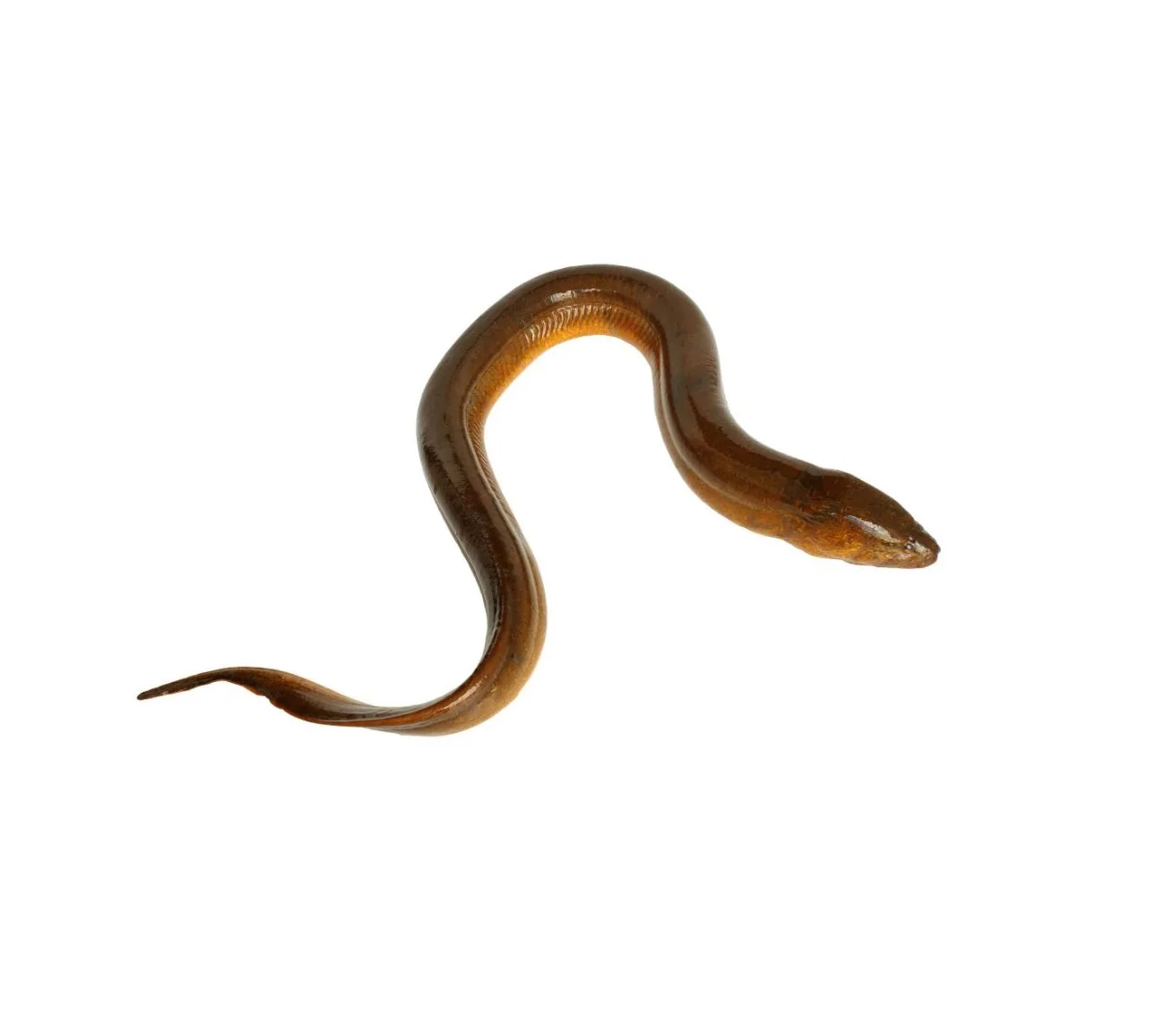 Лидер продаж оптовая продажа по низкой цене лучшее качество экспорт свежих живых рыб угрей конгер для продажи из бангладеш