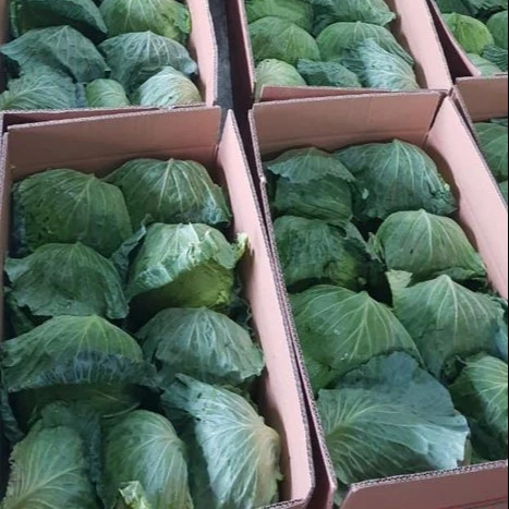 Новый сезон свежая овощная капуста Софи