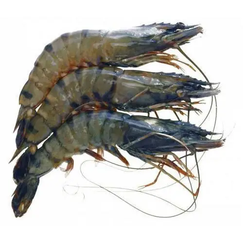 High Quality Black Tiger Hoso Vannamei Shrimp Best Price