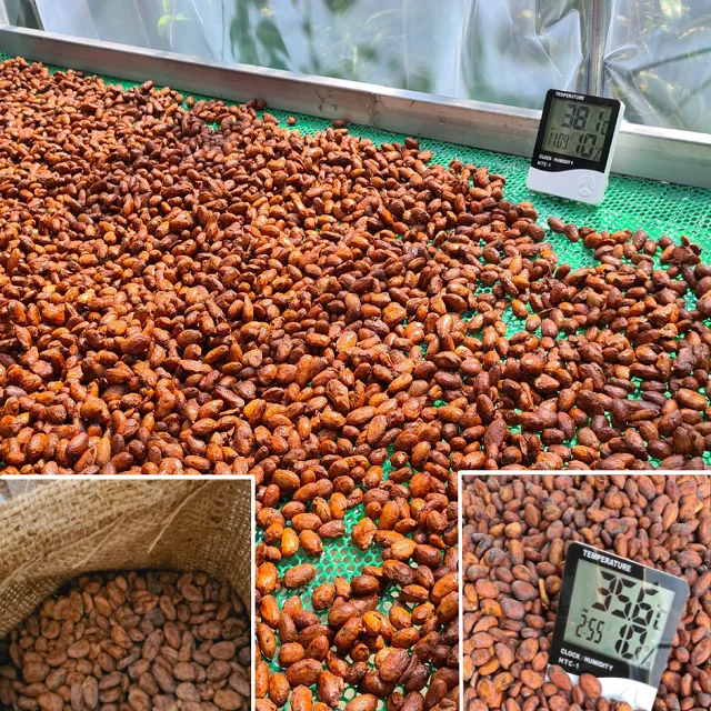 Buy High Quality Brazil Cocoa Beans Fresh Cacao Beans and Fine Cocoa Powder Best Price Guaranteed