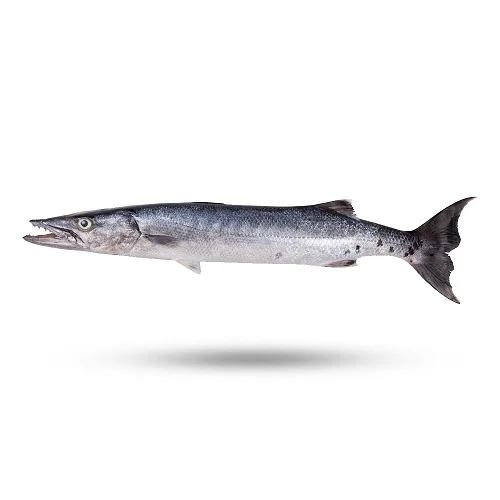 High Quality Frozen Red Barracuda Fish Cheap Price