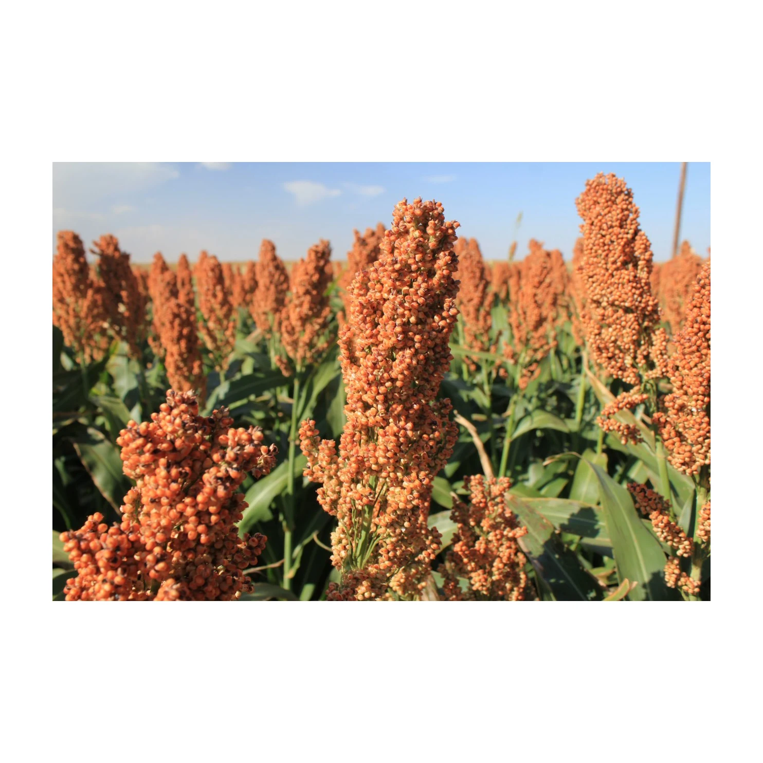 High-quality sorghum grains perfect for food production, animal feed, and industrial use