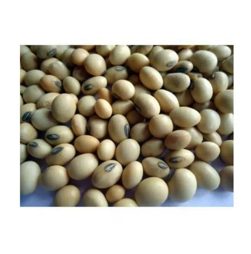 Best Quality Yellow Dry Cleaned Soybeans Non GMO Seed