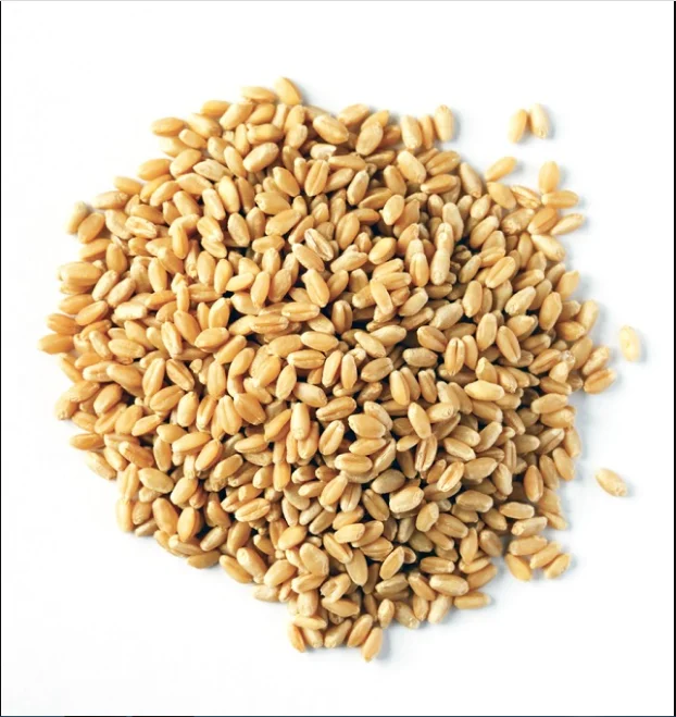 Best Selling High In Nutrients And Fiber Natural Wheat Grain Wheat Grain Bulk Buy Wheat Grains