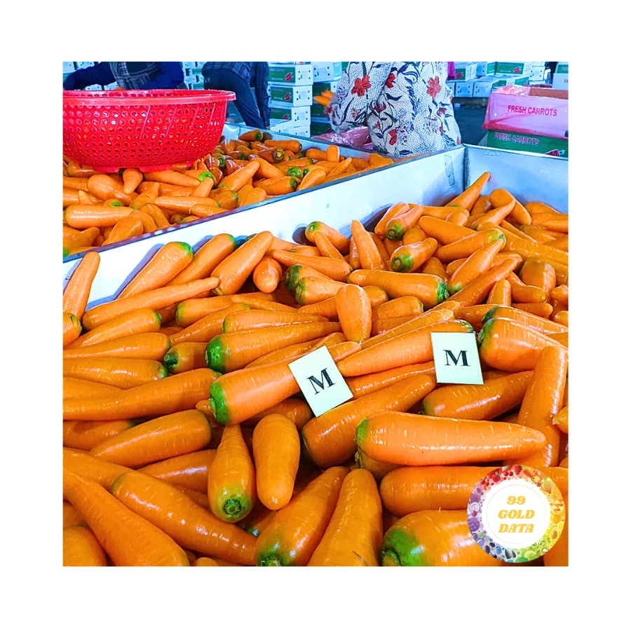 High Quality Fresh Carrot Factory Supplier Price Organic Fresh Carrot For Wholesale Fresh Carrot From 99 Gold Data