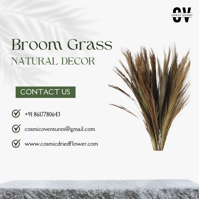High Quality Wholesale Natural Broom Grass for DIY, Events Decor & Other Dried Flower Decor