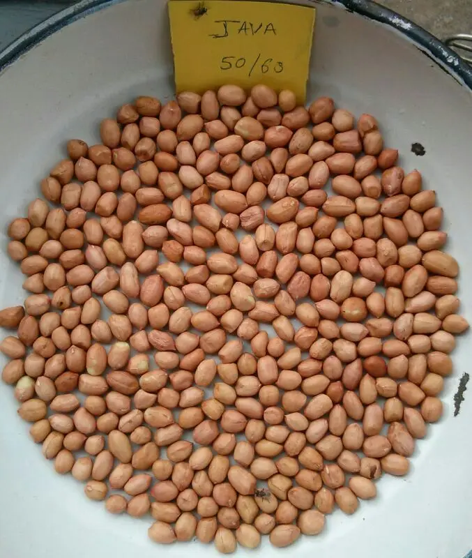 Peanuts  Raw Java white