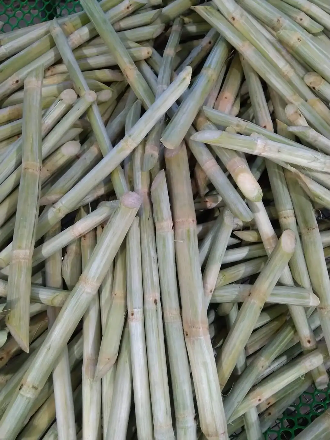 Premium Quality Sugar Cane Stick/ Frozen Sugar Cane Juice Origin in Vietnam with Competitive Price for Buyer