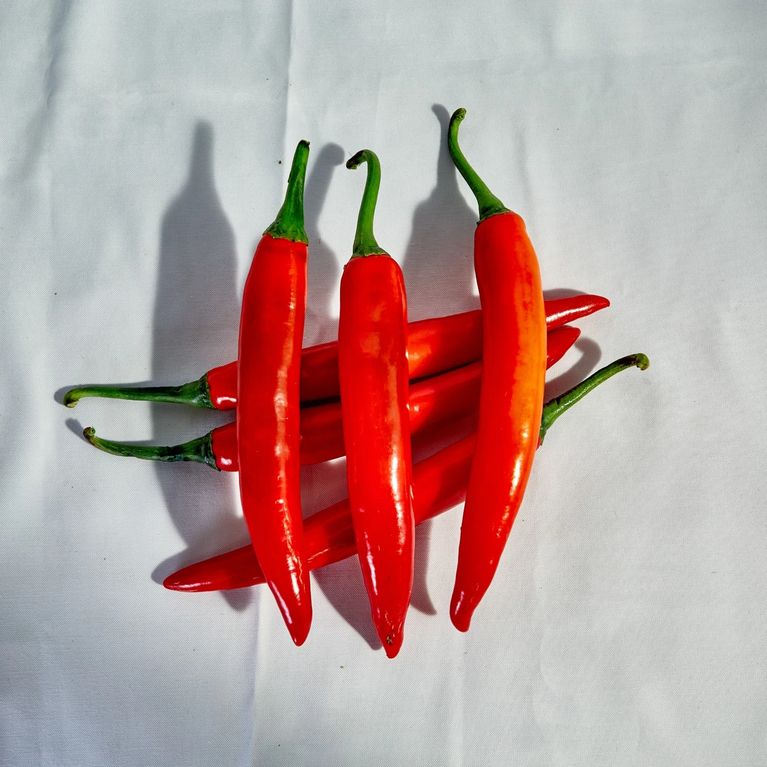 Green Farmer Of Cheapest Price Fresh Chili Pepper Fresh Capsicum 100% Natural Seasoning New Crop Chili Pepper High Quality