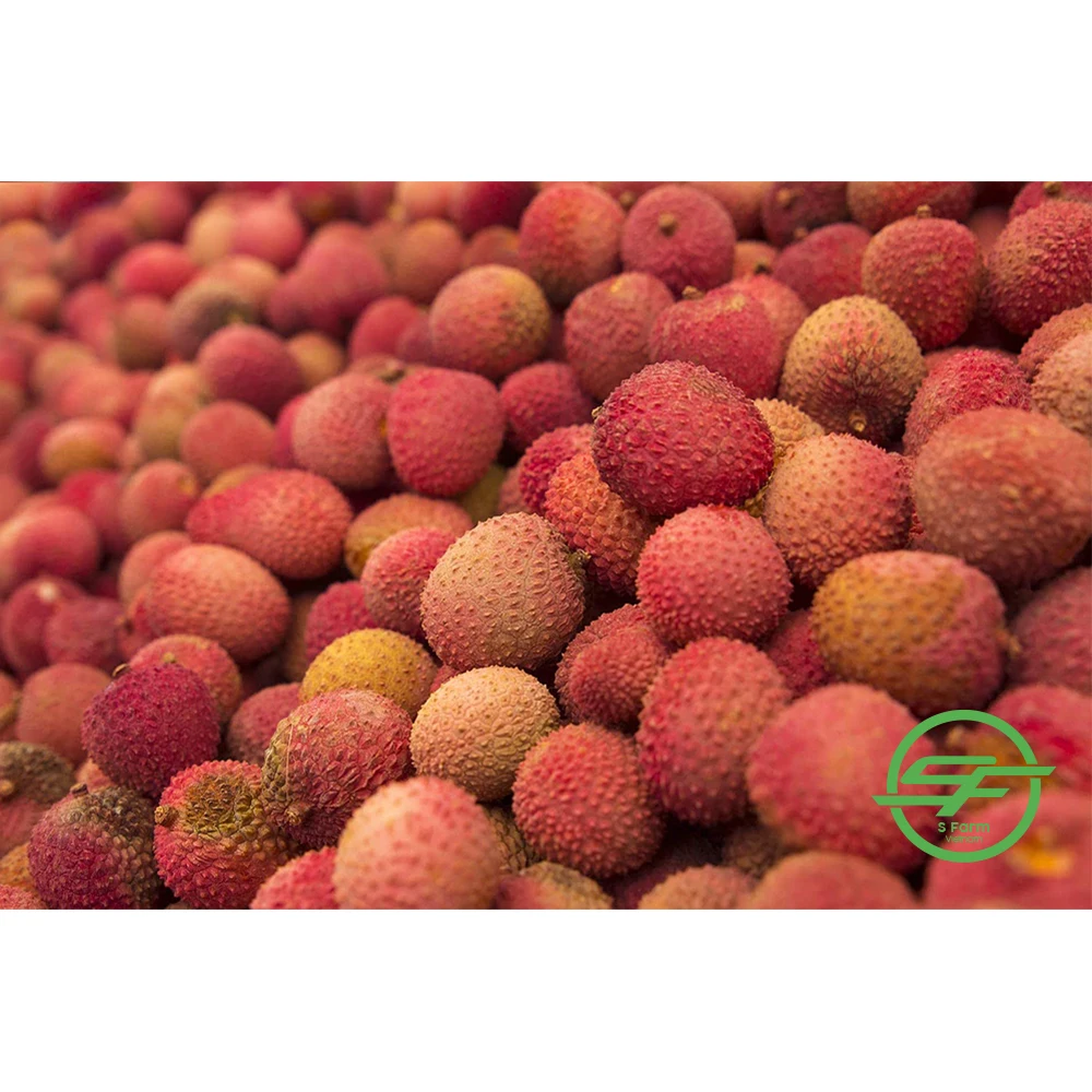 Высококачественные свежие тропические фрукты личи экспортируются из