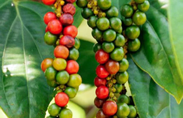 Black Pepper 550gl Fresh and Dry made from Viet Nam Cheap black pepper 550GL MC pepper vietnam