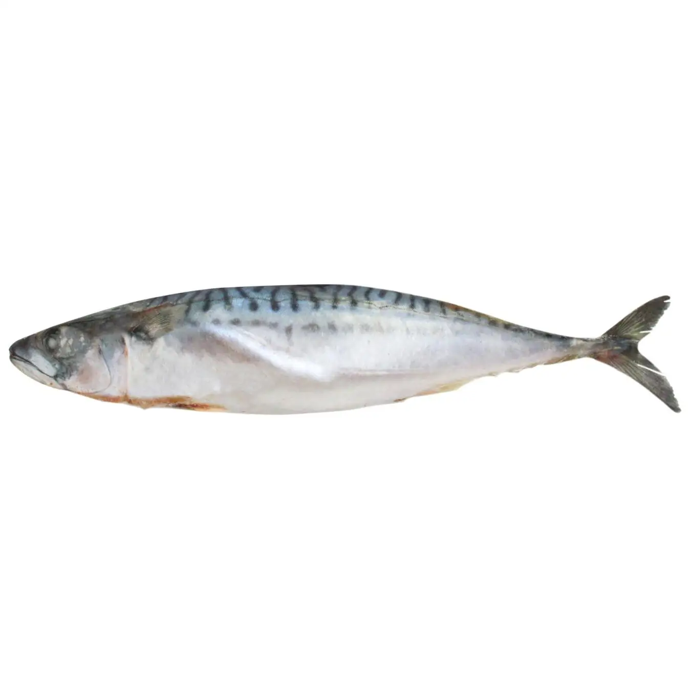 frozen mackerel efef