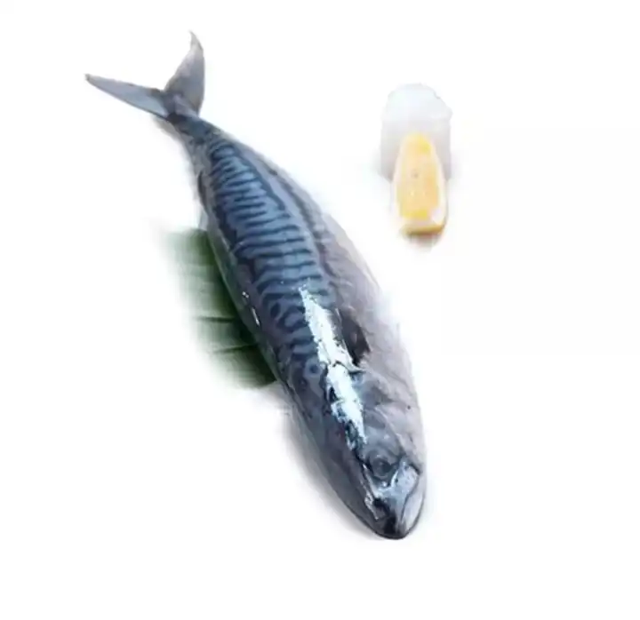 Light Catching Frozen Atlantic Mackerel 80-100 For Indonesia