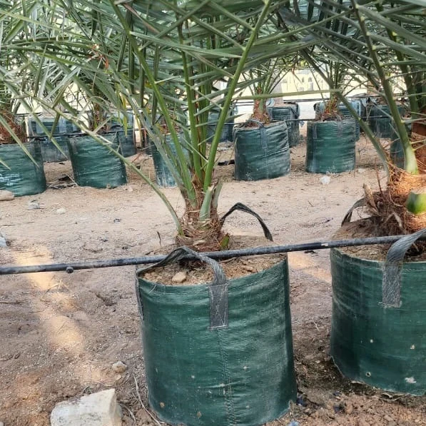 barhee Date palm