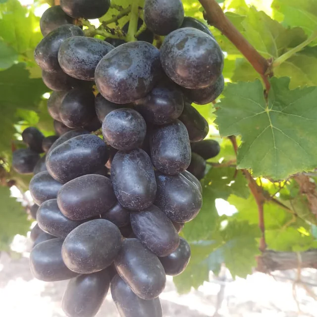 Best Quality Sweet Fresh Grapes Available at Wholesale Price from India