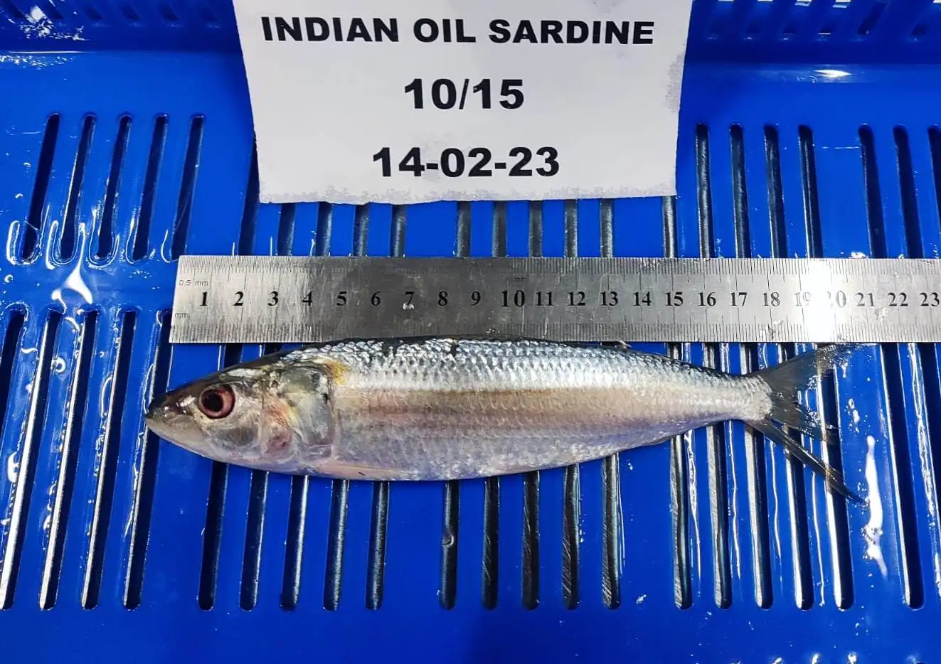 FROZEN WHOLE ROUND SARDINE FISH GOOD QUALITY TOP SELLING FISH WITH 24 MONTHS SHELF LIFE FROM OMAN