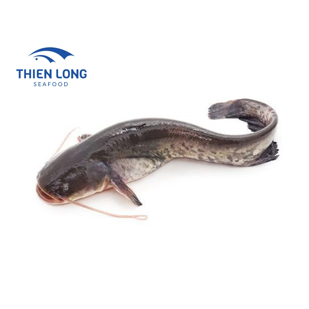 Frozen catfish fresh walking catfish whole cleaned food export products IQF catfish fish