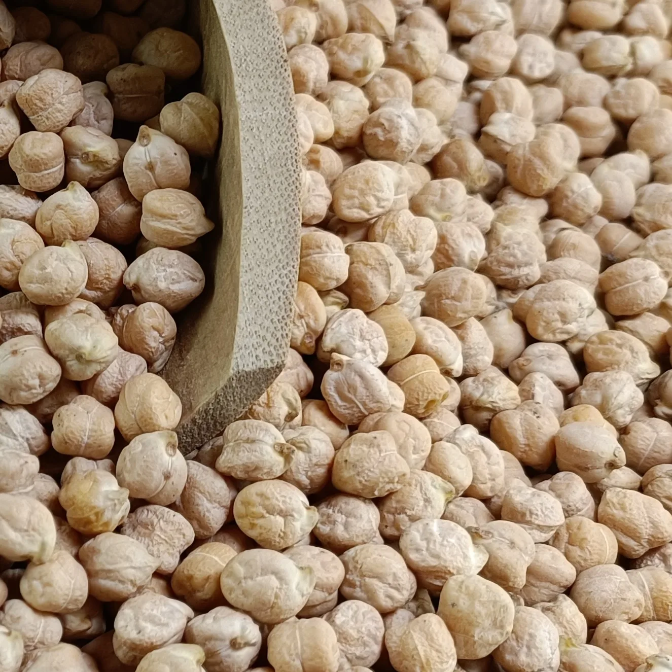 Bulk Quantity Available Premium Ethiopian Chickpeas  Top Standard, New Crop, Machine Cleaned