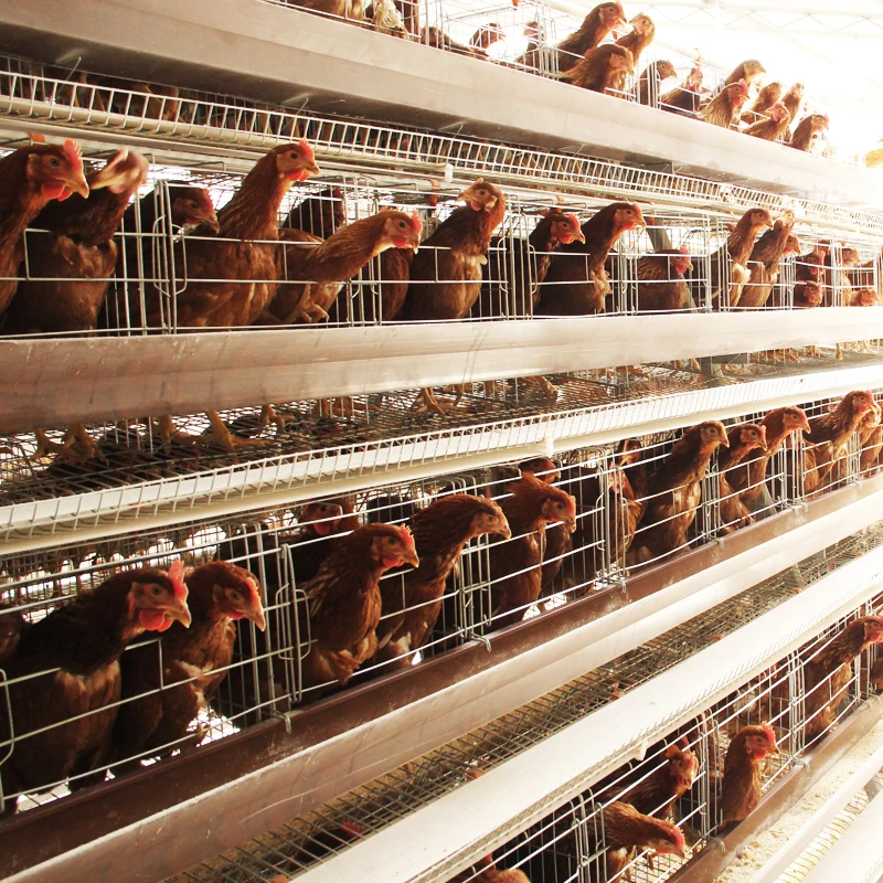Wholesale 3 Tiers 4 Tiers Fully Automatic A Type Poultry Chicken Cages for Layer Chickens Hens for Chicken Farms