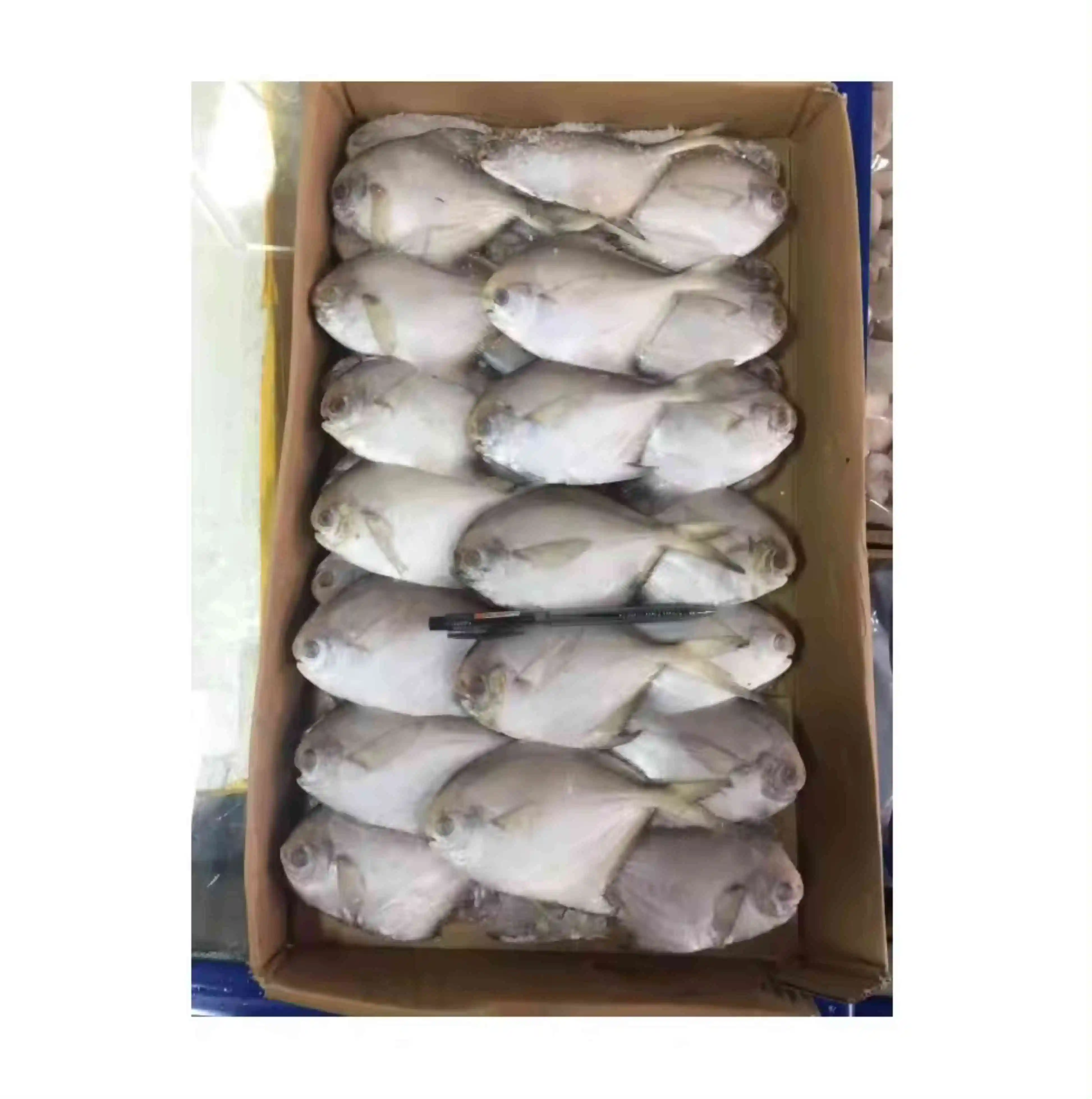 Good Quality Silver Pomfret Fish Red Pomfret Frozen Seafood Fish Available in Bulk Fresh Stock