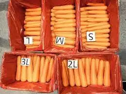 Свежая Органическая Морковь из Вьетнама Высококачественная в коробке размер S M L новый урожай