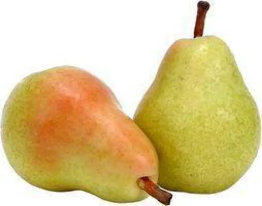 GOOD High Quality Healthy Fresh Pears