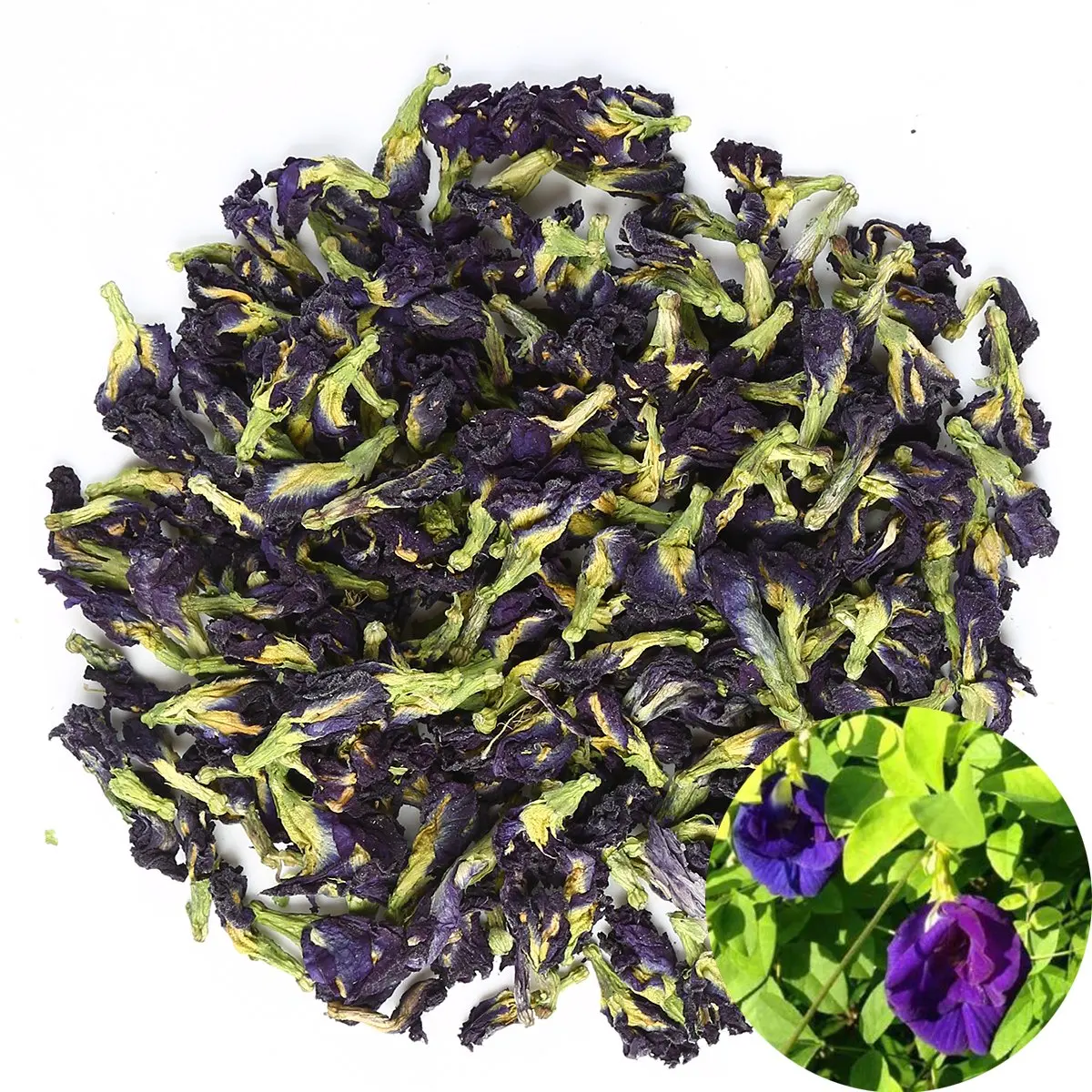 High Quality Dried Butterfly Pea Flower Tea Butterfly Pea Blue Matcha from India (THE ELITE HERBAL)