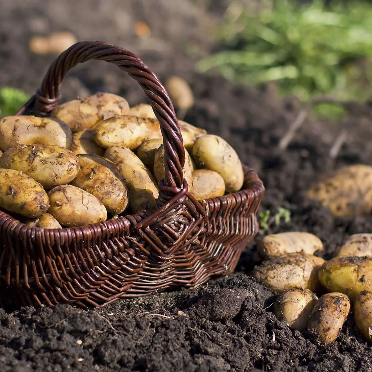 fresh Potato with Top quality new crop per ton good price for wholesale fresh potato professional export potato 2022 new fresh