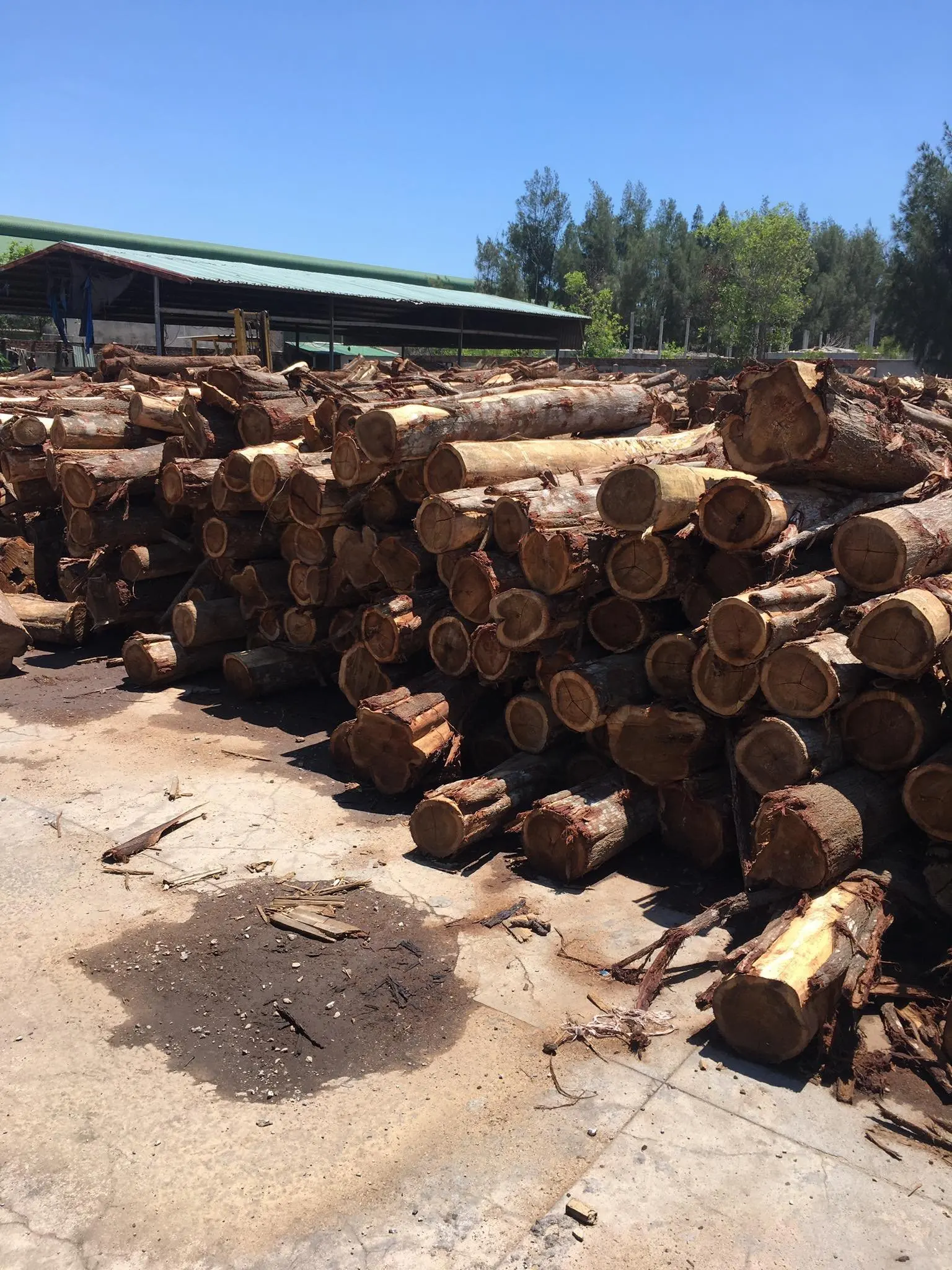 Hot Selling High Quality Wholesaler 100% Natural Solid Hard Acacia Log With Reasonable Price Origin Vietnam