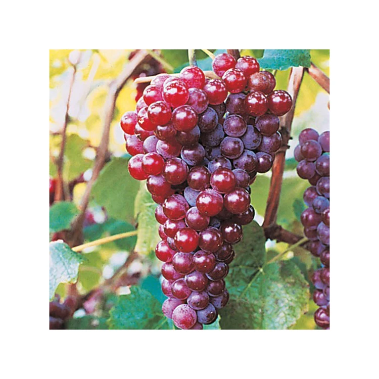 No one beats our Seedless Grapes- Quality Seedless Grapes