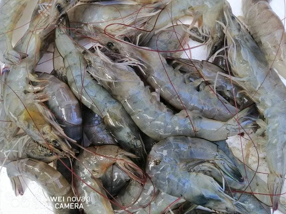 Frozen Fresh Shrimp 100% Frozen Vannamei Shrimp Healthy China Seafood Items with High Quality