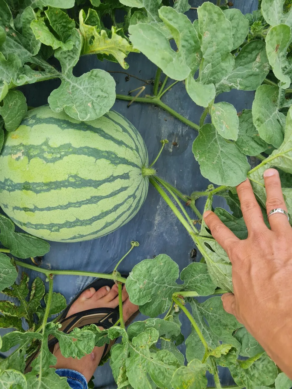 fresh Seedless watermelon wholesales best selling natural sweetness high quality Vietnam export