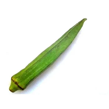 Quality Natural Fresh Okra/ Fresh Vegetable For Sale/hot selling Fresh Vegetables Okra