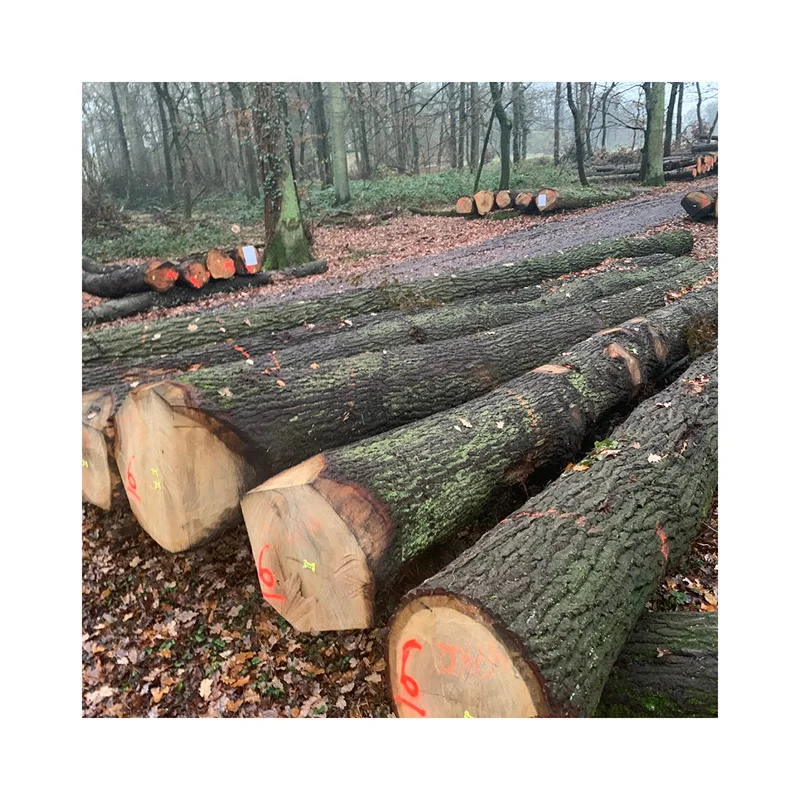 Хорошие продажи европейские белые дубовые круглые бревна