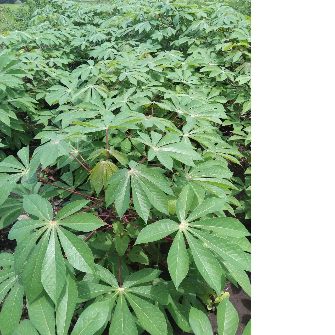 Best Production Quality Food Application Frozen Cassava Leaves In Green With Various Weight Order Made In Vietnam