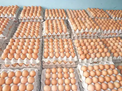 Organic Fresh Chicken Table Eggs available in stock for sale from Brazil suppliers