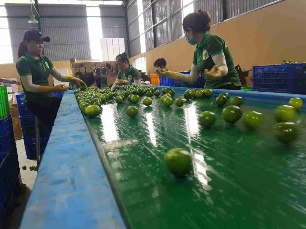 Свежий лайм без семян вьетнамское производство высокое качество Лучшая