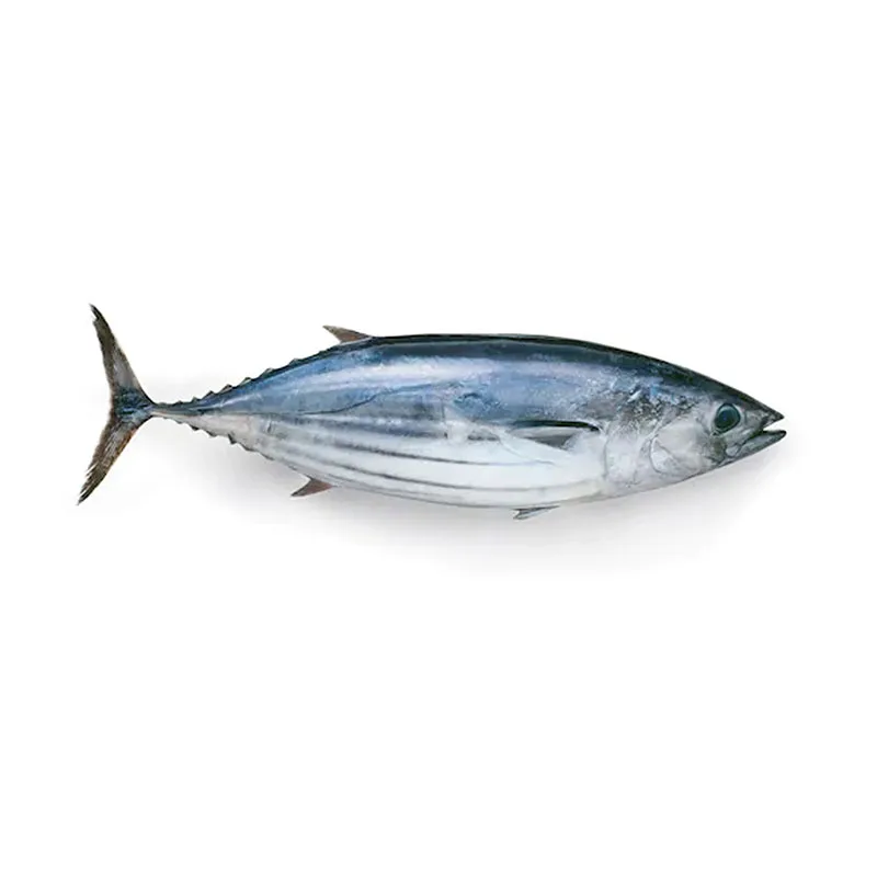 1.8kg Frozen Skipjack Tuna