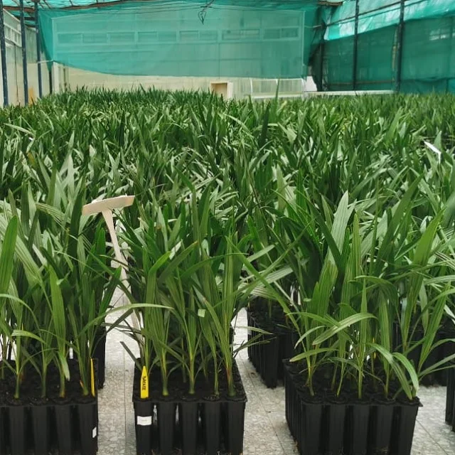 Phoenix Dactylifera Premium Medjool Barhi Dates For Snacks Or Desserts Palm Phoenix Dactylifera Dates Tissue Culture Crop