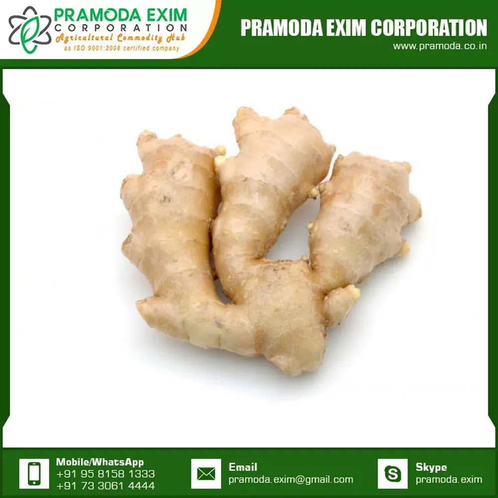Indian Exporter of Dry Ginger Single Spices & Herbs at Wholesale Price