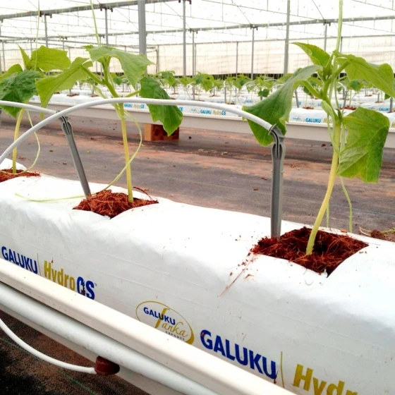 Пакет для выращивания Cocopeat, Гидропонные средства для выращивания Cocopeat для сельского хозяйства, cocopeat grow