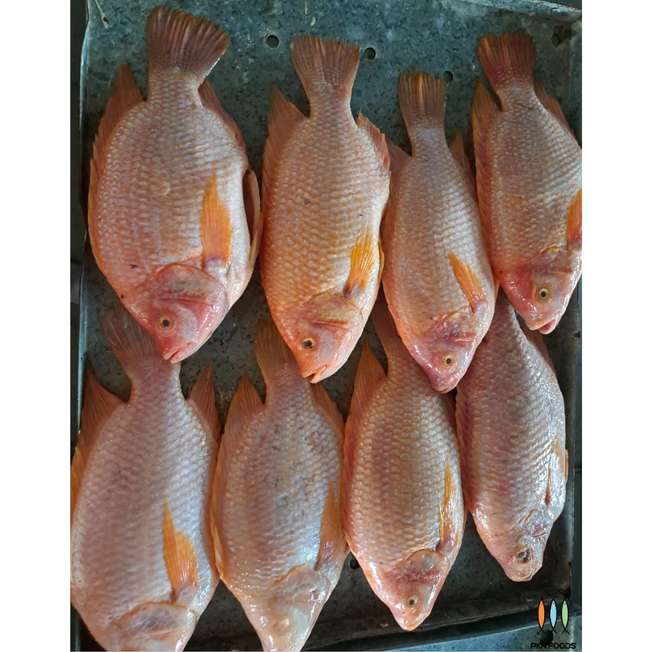 Custom Orders Oreochromis Spp Red Tilapia Fish Nature Feature 2 Years Shelf Life Fillet Form Wholesale Made In Vietnam
